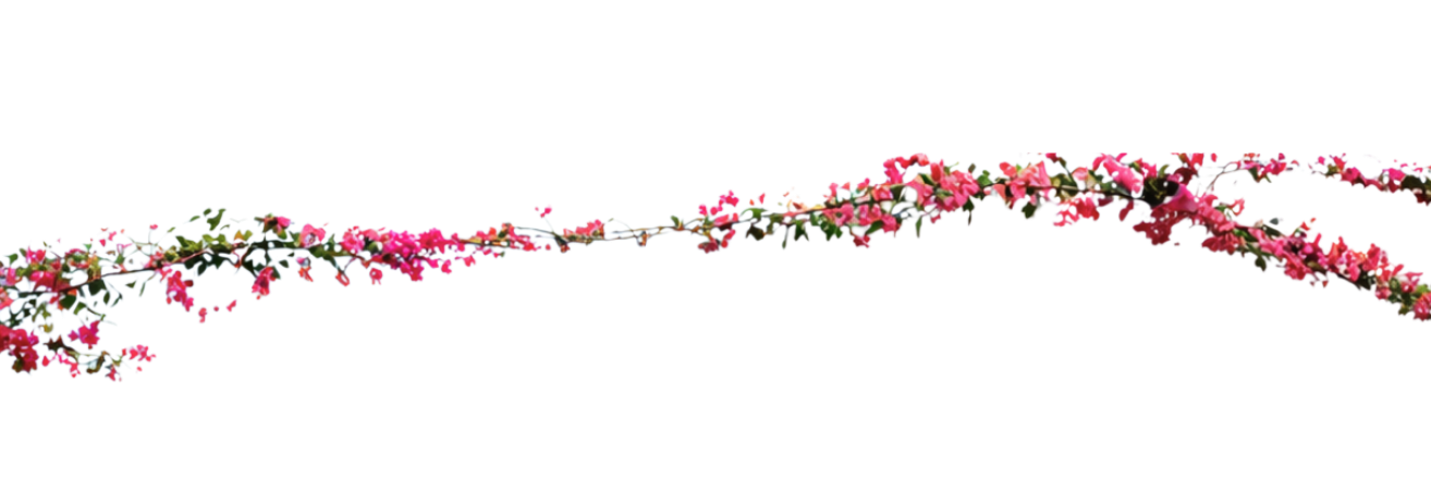 Bougainvillea